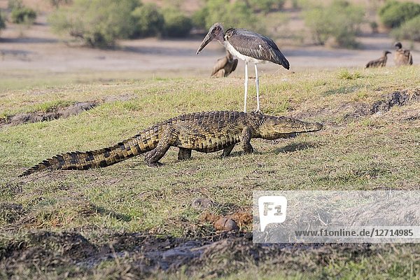 Africa  Southern Africa  Bostwana  Chobe i National Park  Chobe river  Nile Crocodile (Crocodylus niloticus) comes to eat as well as African vultures (Gyps africanus) an African savanna Elephant or Savannah Elephant (Loxodonta africana)  killed  killed by anthrax .