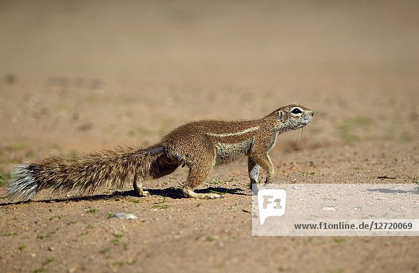 Ground Squirrel (Xerus inauris)  Kgalagadi Transfrontier Park  Kalahari desert  South Africa/Botswana.