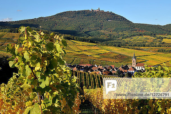 Dorf Rodern in seinem Weinberg im Herbst  Elsass  Frankreich