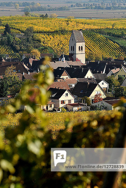 Kirche von Mittelwihr in seinem Weinberg im Herbst  Elsass  Frankreich