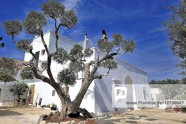 Italien  Region Apulien  beschnittener Olivenbaum vor einem Bauernhof