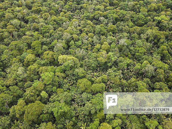 RainForest  Tortuguero National Park  Costa Rica.