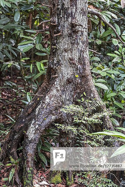 Tree trunk. Image taken at Stutong Forest Reserve Park  Kuching  Sarawak  Malaysia