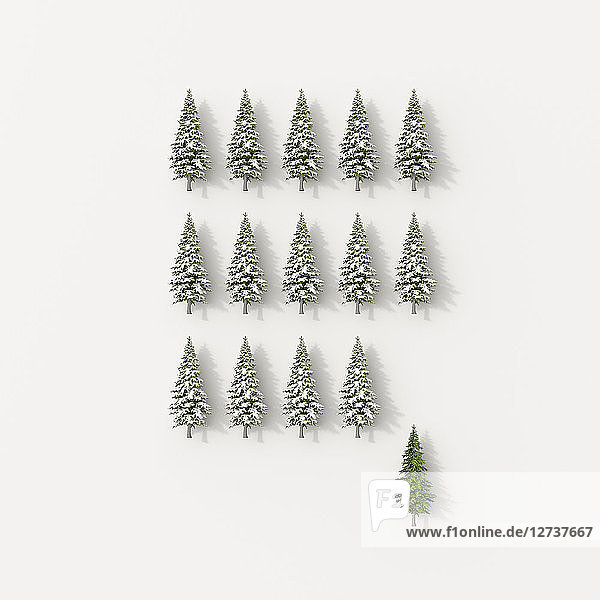 3D rendering  Rows of fir trees on white background  with one green one  standing out