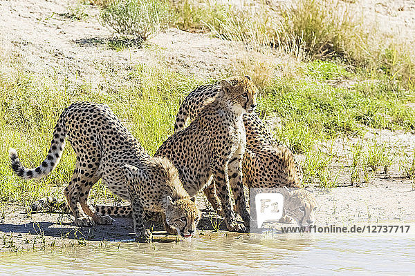 Botswana  Kgalagadi Transfrontier Park  Cheetahs  Acinonyx Jubatus  drinking