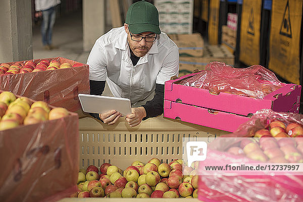 Worker checking apple stock  using tablet