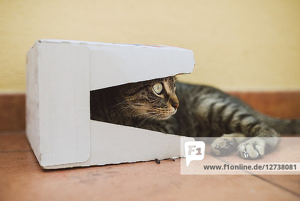 Tabby cat in a cardboard box