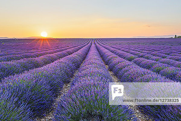 France  Alpes-de-Haute-Provence  Valensole  lavender field at twilight
