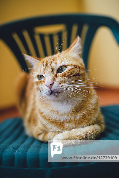 Portrait of ginger cat resting on a chair