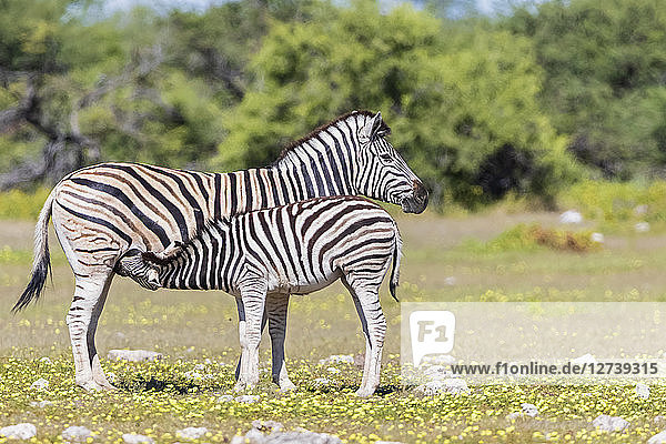 Africa  Namibia  Etosha National Park  burchell's zebras  Equus quagga burchelli  mother and young animal lactating