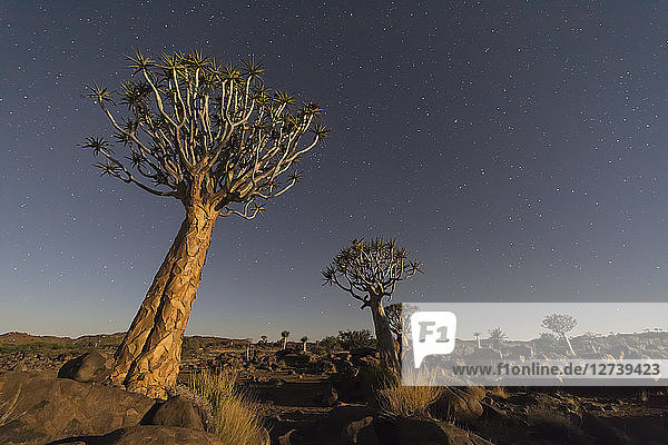 Africa  Namibia  Keetmanshoop  Quiver Tree Forest and starry sky at night