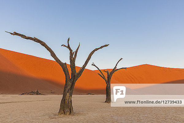 Africa  Namibia  Namib-Naukluft National Park  Deadvlei  dead acacia trees in clay pan