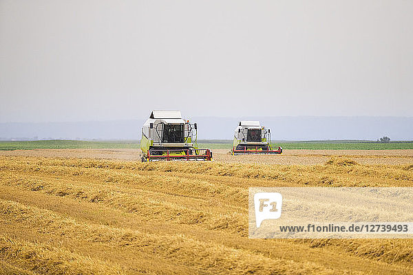 Serbia  Vojvodina  Combine harvesting wheat fields