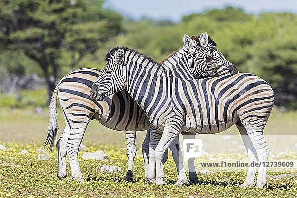 Africa  Namibia  Etosha National Park  burchell's zebras  Equus quagga burchelli