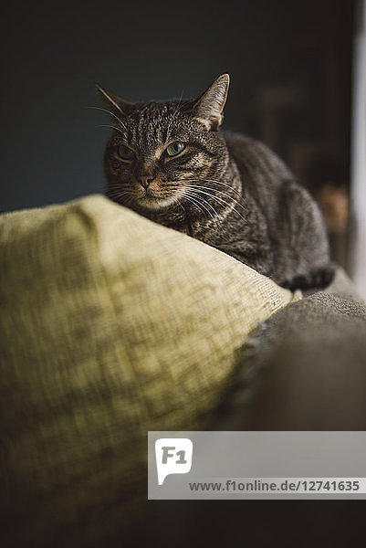 Cat on the top of a couch
