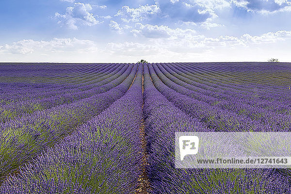 France  Alpes-de-Haute-Provence  Valensole  lavender field
