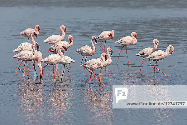 Namibia  Walvis Bay  flock of American flamingos and one Lesser flamingo