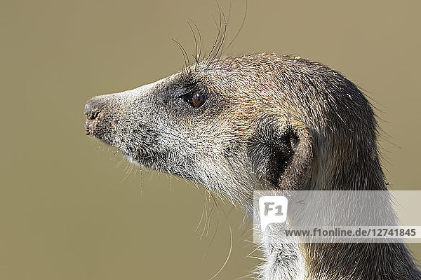 Botswana  Kgalagadi Transfrontier Park  Kalahari  Portrait of meerkat  Suricata suricatta