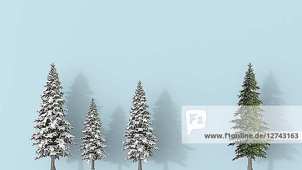3D rendering  Row of snow covered fir trees blue on background  with a green one   standing aout