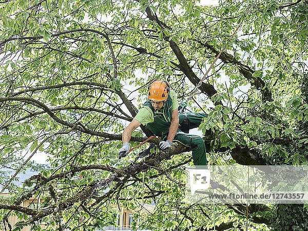 Tree cutter pruning of tree