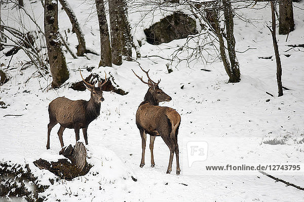 Germany  Berchtesgaden  two red stags in winter