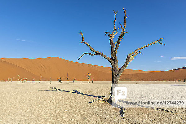 Africa  Namibia  Namib-Naukluft National Park  Deadvlei  dead acacia tree in clay pan