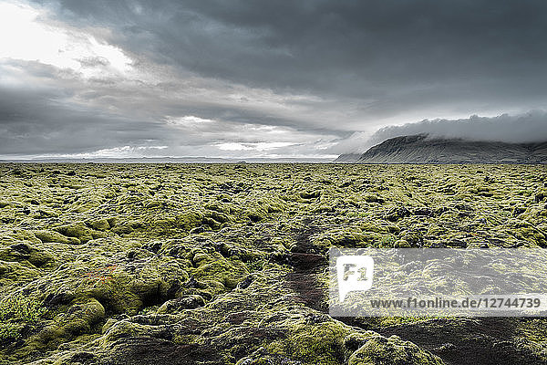 Iceland  Kirkjubaejarklaustur  Dverghamrar  Field of lava overgrown with moss