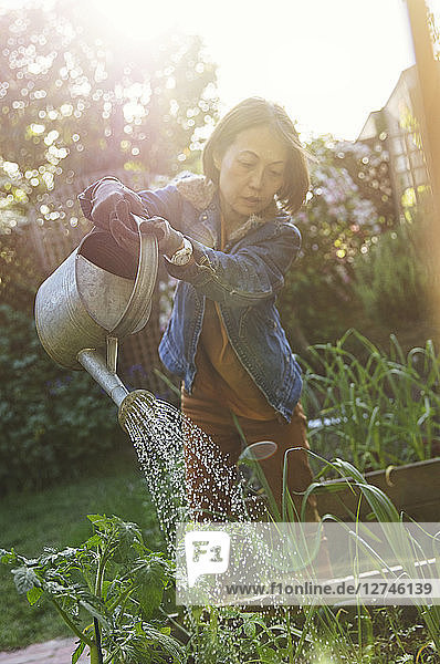 Active senior woman gardening  watering plants