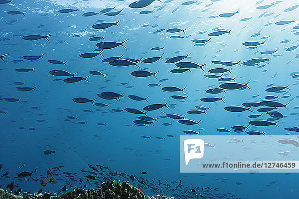 Schwarm tropischer Fische schwimmt unter Wasser im blauen Ozean  Vava'u  Tonga  Pazifischer Ozean