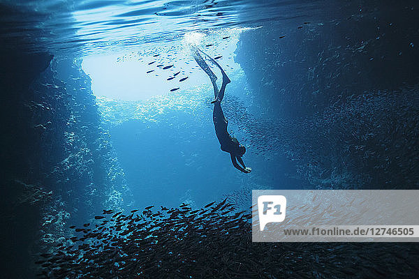 Junge Frau beim Schnorcheln unter Wasser inmitten von Fischschwärmen,  Vava'u,  Tonga,  Pazifischer Ozean