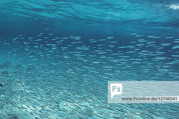 Fischschwarm schwimmt unter Wasser im blauen Ozean  Vava'u  Tonga  Pazifischer Ozean