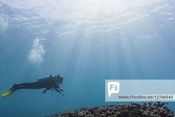 Frau beim Tauchen unter Wasser  Malediven  Indischer Ozean