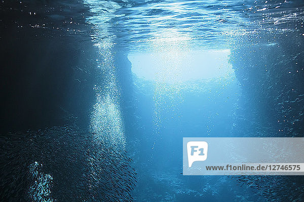Fischschwärme schwimmen unter Wasser im ruhigen blauen Ozean  Vava'u  Tonga  Pazifischer Ozean