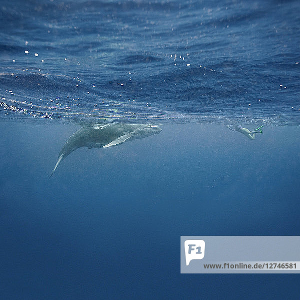 Woman snorkeling near Humpback Whale calf underwater  Vava'u  Tonga  Pacific Ocean