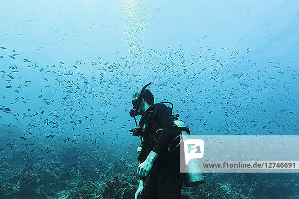 Man scuba diving underwater among school of fish  Vava'u  Tonga  Pacific Ocean