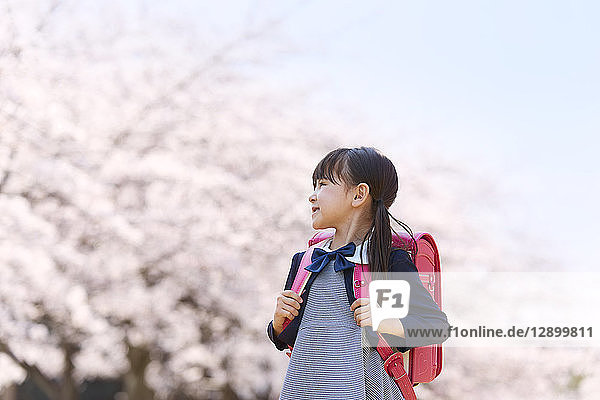 Japanese elementary schoolgirl and cherry blossoms