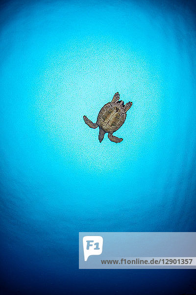 Hawksbill turtle Cozumel Quintana Roo Mexico