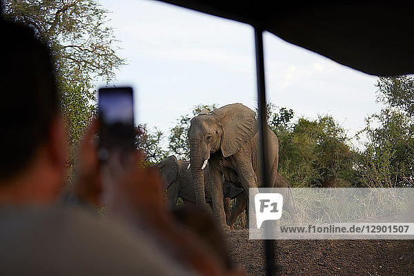 Tourist fotografiert Elefanten  Sambesi  Sambia