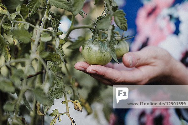 Frau kontrolliert ihre Tomatenpflanzen