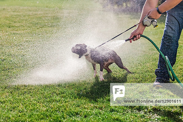 Pet dog being washed in garden