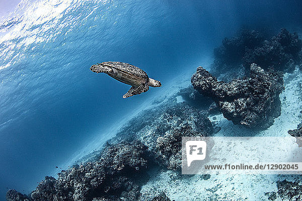 Hawksbill turtle Cozumel Quintana Roo Mexico