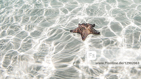 Starfish Cozumel Quintana Roo Mexico