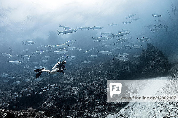 Freediver with tarpon aggregation Xcalak Quintana Roo Mexico