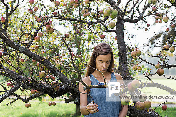 Frau pflückt Äpfel vom Baum