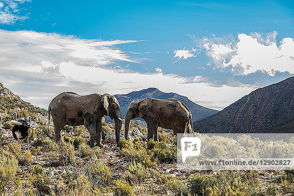 Pair of African elephants (Loxodonta) Touws River Western Cape South Africa