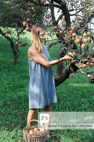 Frau pflückt Äpfel vom Baum