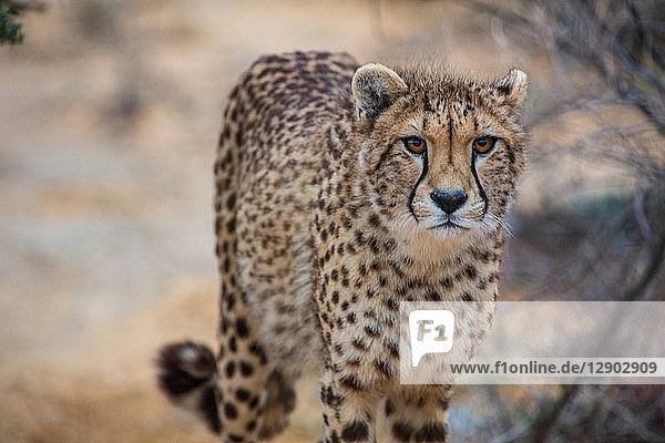 Cheetah (Acinonyx jubatus)