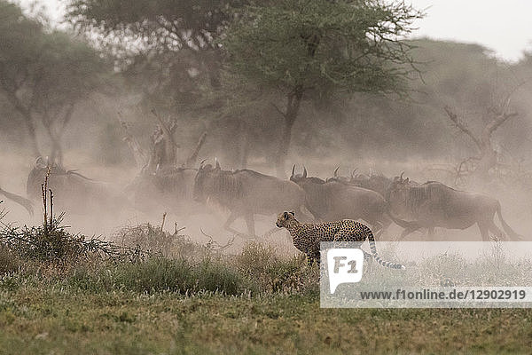 Cheetah (Acinonyx jubatus) hunting blue wildebeest (Connochaetes taurinus)  Ndutu  Ngorongoro Conservation Area  Serengeti  Tanzania