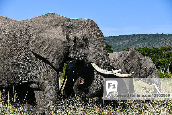 Elefanten der Masai Mara  Kenia