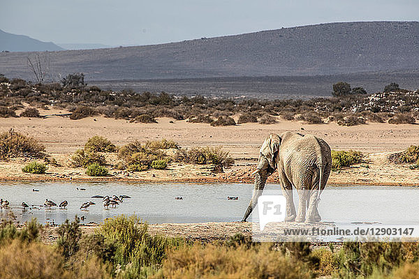 African elephant (Loxodonta) drinking in river Touws River Western Cape South Africa